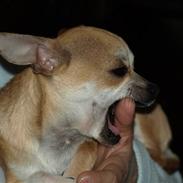 Chihuahua Tinkerbell