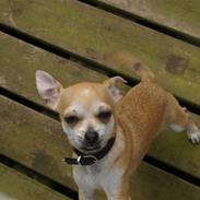 Chihuahua Tinkerbell