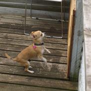 Chihuahua Tinkerbell