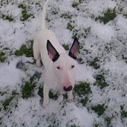 Bullterrier Dizzy hun er død RIP 2008