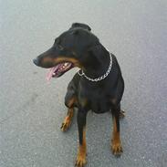 Dobermann Sibba