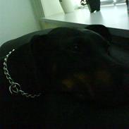 Dobermann Sibba