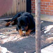 Rottweiler Snoopie