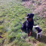Rottweiler Snoopie