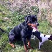 Rottweiler Snoopie