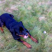Rottweiler Snoopie