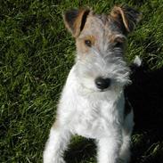 Ruhåret foxterrier Fifi
