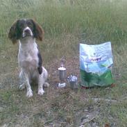 Field Trial spaniel Laika