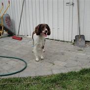 Field Trial spaniel Laika