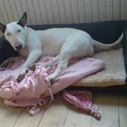 Bullterrier Dizzy hun er død RIP 2008