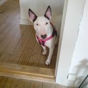 Bullterrier Dizzy hun er død RIP 2008