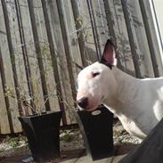 Bullterrier Dizzy hun er død RIP 2008