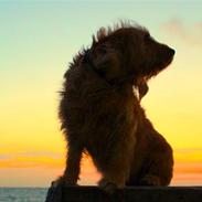 Basset fauve de bretagne Liva