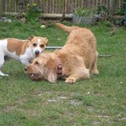 Basset fauve de bretagne Liva