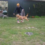 Basset fauve de bretagne Liva