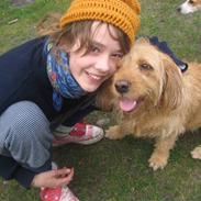 Basset fauve de bretagne Liva