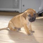 Boerboel Anasha Murphy