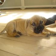 Boerboel Anasha Murphy