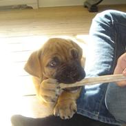 Boerboel Anasha Murphy