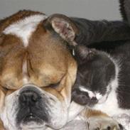 Engelsk bulldog Garno