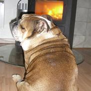 Engelsk bulldog Garno