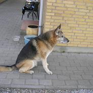 Schæferhund Rico