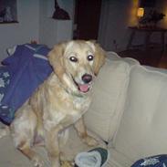 Golden retriever Laura muzz´3 :D 
