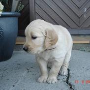 Golden retriever Laura muzz´3 :D 