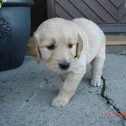 Golden retriever Laura muzz´3 :D 