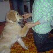 Golden retriever Laura muzz´3 :D 