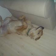 Golden retriever Laura muzz´3 :D 