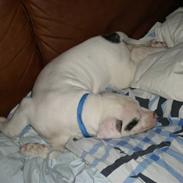 Amerikansk bulldog Arvid R.I.P.