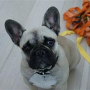 Fransk bulldog Pumba