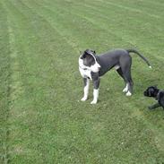 Amerikansk staffordshire terrier Buffast