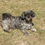 Lhasa apso Freja (tullermus)