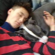 Amerikansk staffordshire terrier Buffast