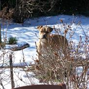 Amerikansk staffordshire terrier Bella