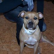 Amerikansk staffordshire terrier Bella