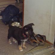 Schæferhund sund hunds Unik