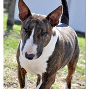 Bullterrier                      LADY
