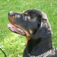 Rottweiler Shaykey