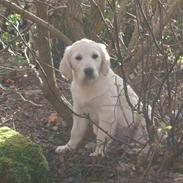 Golden retriever Mickey