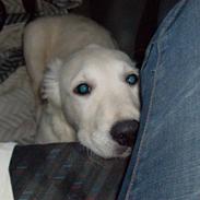 Golden retriever Mickey