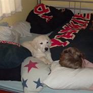 Golden retriever Mickey