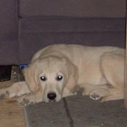 Golden retriever Mickey