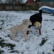 Golden retriever Mickey