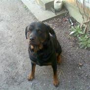 Rottweiler Bamse