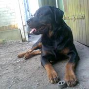 Rottweiler Bamse