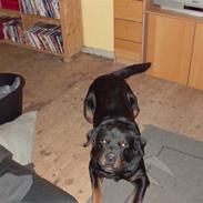 Rottweiler Bamse