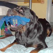 Rottweiler Bamse